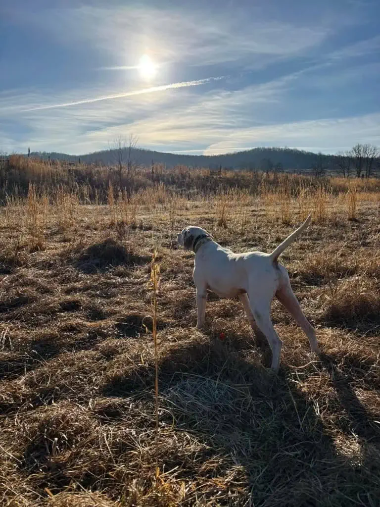 Bird hunting dog pointing in golden field at sunrise on The Sanctuary Ranch hunting grounds