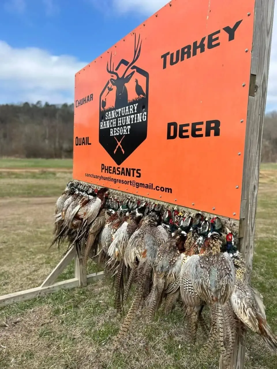 The Sanctuary Ranch Hunting Resort sign displaying harvested pheasants from a guided upland bird hunt